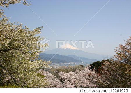 Sakura and Mt. Fuji 10261075