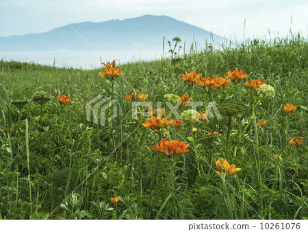 Afternoon at Watca Primeval Garden 10261076