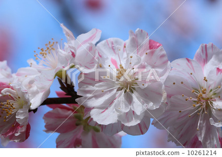 桃花Kumi Kumi 桃花Kumi Kumi 10261214
