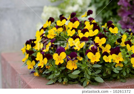 紫羅蘭紫 紫羅蘭紫 10261372