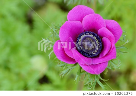 Anemones Anemones 10261375