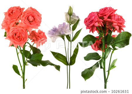 Beautiful fresh flowers 10261631