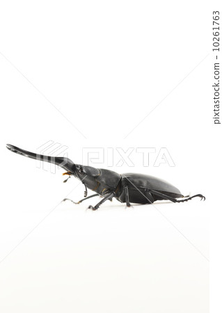 吉拉法看到了gigwaggata 10261763