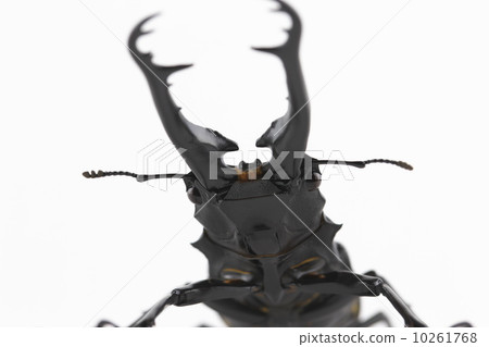 吉拉法看到了gigwaggata 10261768