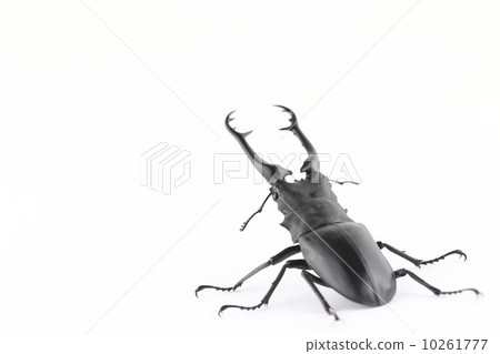 吉拉法看到了gigwaggata 10261777