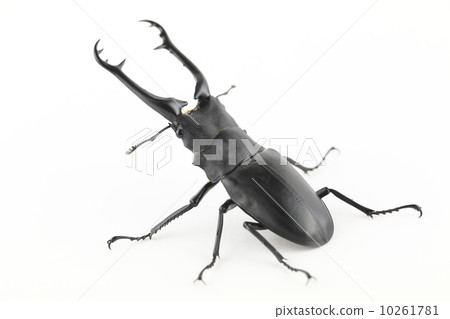 吉拉法看到了gigwaggata 10261781