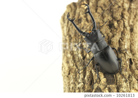 吉拉法看到了gigwaggata 10261813