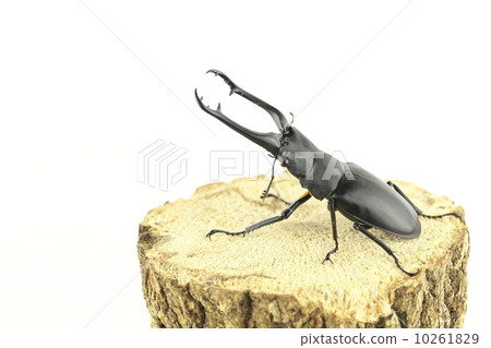 吉拉法看到了gigwaggata 10261829