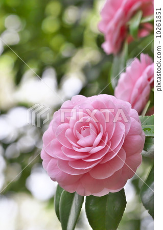 Otome Tsubaki Otome Tsubaki 10261851