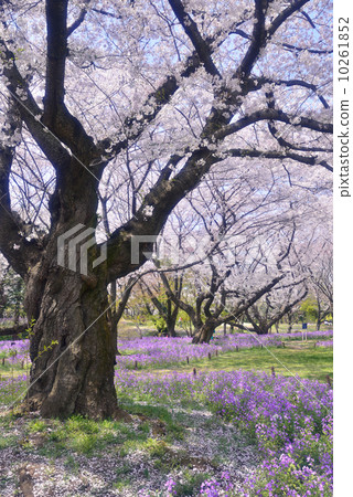 Yui Yoshino and Shikazaki 10261852