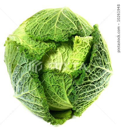 Savoy cabbage head with water drops Savoy cabbage head with water drops 10261948