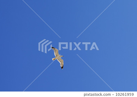 Seagull hover in clear blue sky 10261959