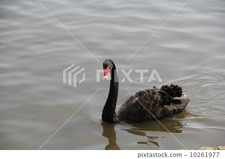 A black bird A black bird 10261977