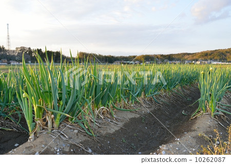 Onion field 10262087