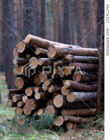 Stack of firewood in pine forest Stack of firewood in pine forest 10262249