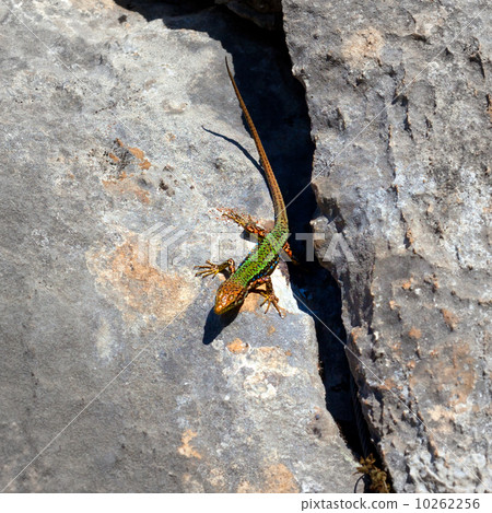 Sand lizard bask on rock Sand lizard bask on rock 10262256