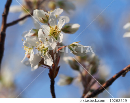 June berry flowers 10262829