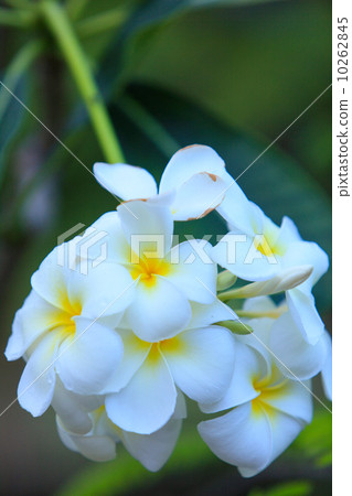 約克島的素馨花 約克島的素馨花 10262845