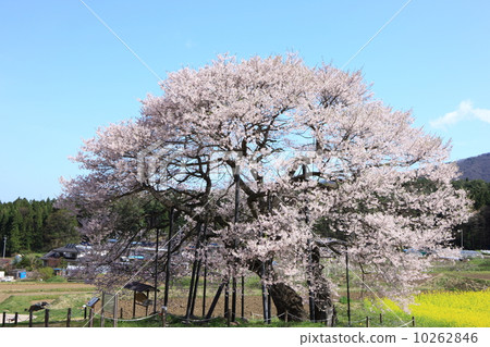 黑部的Edohigan櫻花樹 10262846