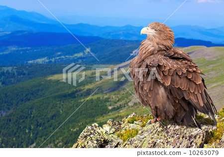eagle on rock 10263079