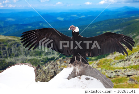 Andean condor  in wildness area 10263141