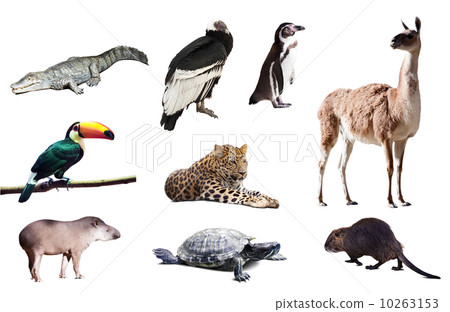Fauna of South America Fauna of South America 10263153