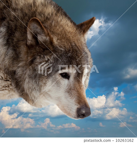 Head of wolf against sky Head of wolf against sky 10263162