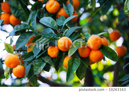 tangerines on  branch 10263163