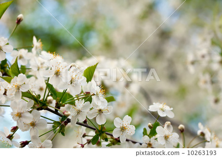 cherry tree branch against blur background cherry tree branch against blur background 10263193