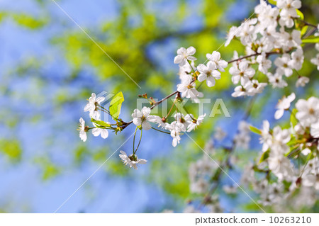 cherry tree branch with flowers 10263210