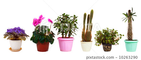 Set of houseplant in  pots. Isolated on white 10263290