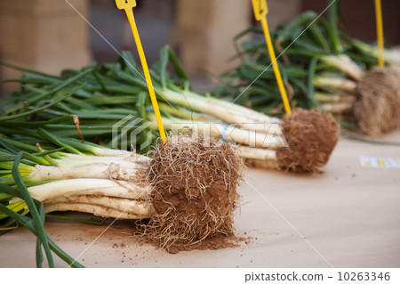 Competition for the best grown Calsot 10263346