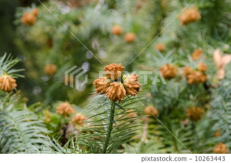 日本柳杉 雄花(开花时期) 植物人