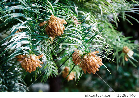 图库照片: 日本柳杉 雄花 杉木花粉