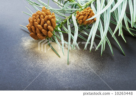 Cedar pollen 10263448