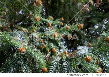 雪松男 雪松男 10263454