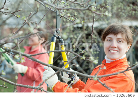women pruned branches in the orchard women pruned branches in the orchard 10263609