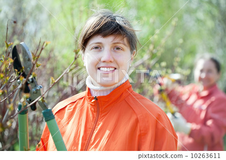 Female gardener cuts branches Female gardener cuts branches 10263611
