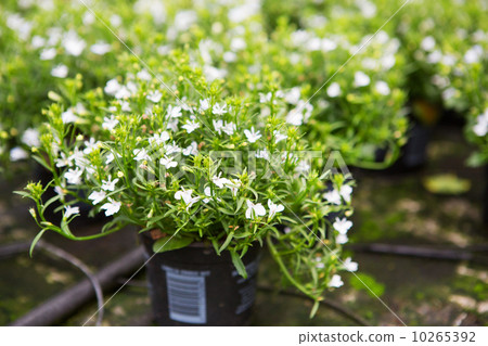Greenhouse with white blooming spring flowers Greenhouse with white blooming spring flowers 10265392