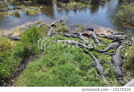 Flock of American alligators in Everglades National Park, Florida, USA 10270326