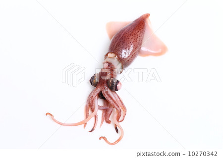 Firefly squid 10270342