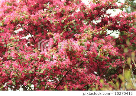 Aka Bana Mansaku之花 10270415