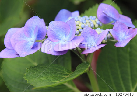 Gaku繡球花 10270416