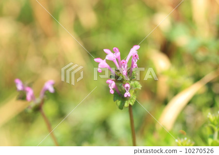 Hotokenosa flowers 10270526