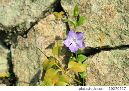 Flower of Rurihakoba Flower of Rurihakoba 10270537