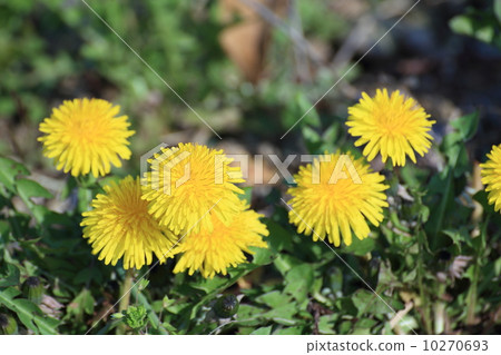 Dandelion Dandelion 10270693
