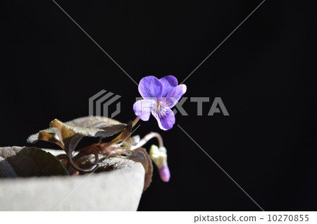 有氣味的紫羅蘭 10270855