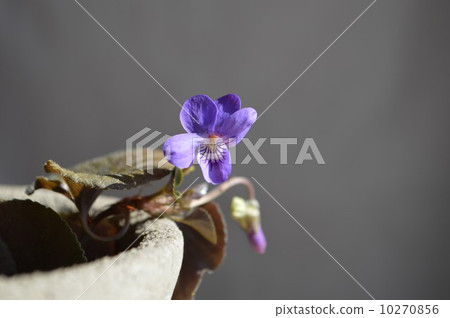 有氣味的紫羅蘭 10270856