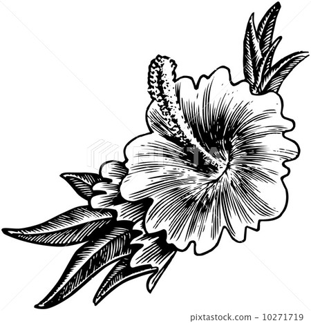 Hibiscus Flower 10271719