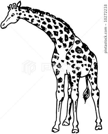 Giraffe Giraffe 10272218